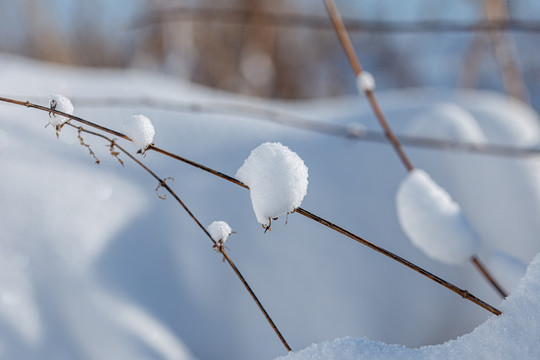 雪地