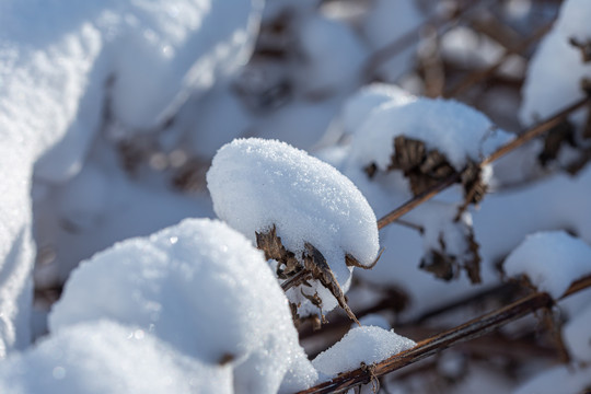 雪地