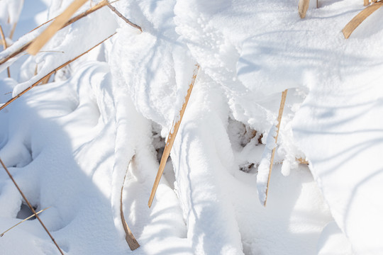 雪地