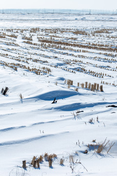 雪地