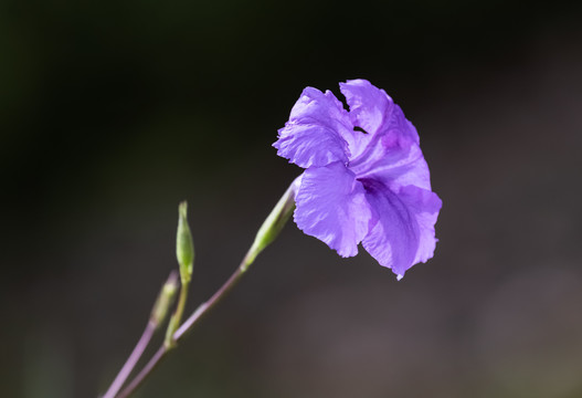 蓝花草