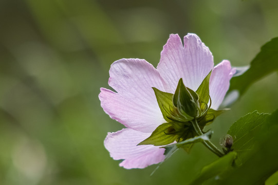 木槿