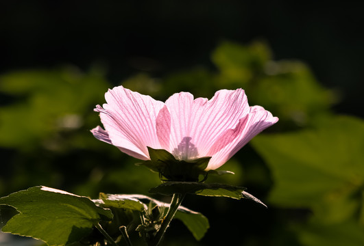 木槿