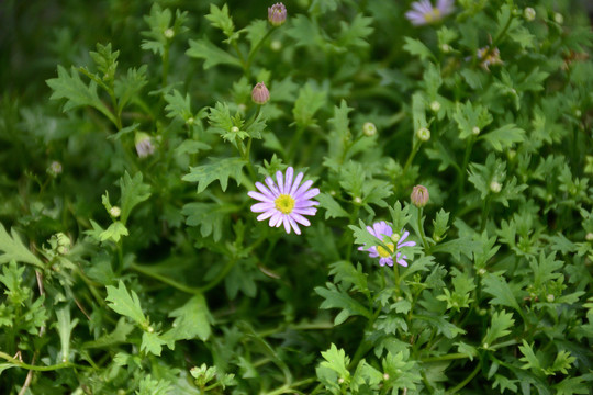 野菊花