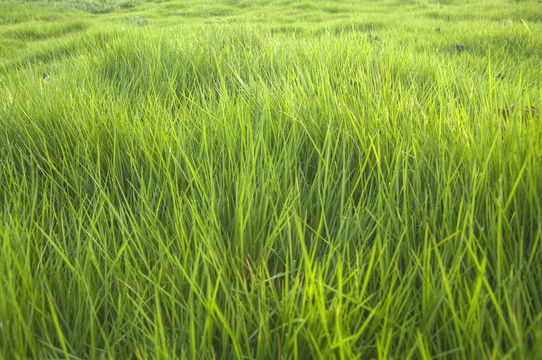 马尼拉草草丛