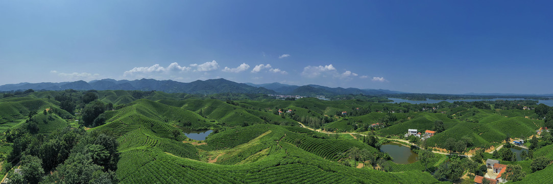 宽幅高清蓝天白云茶田茶园