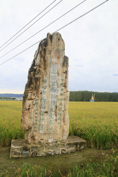 京西稻作文化