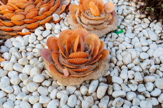 钦州滨海浴场海红树湾莲花造型