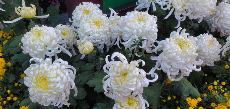 菊花