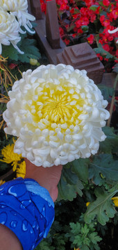 菊花