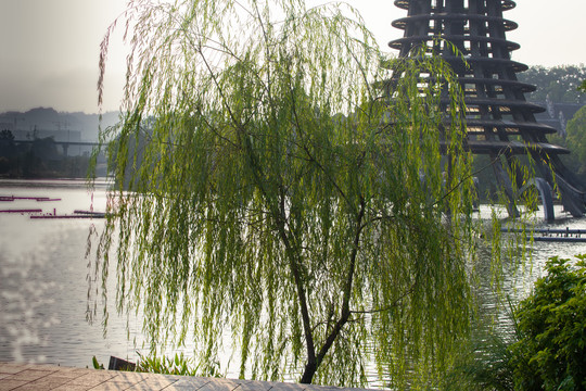 湖边柳树