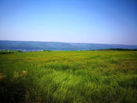 油菜花