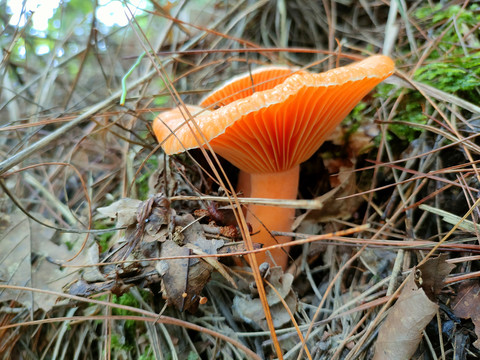松树菌