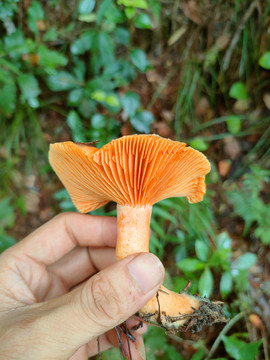 松树菌