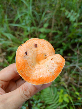 松树菌