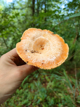 松树菌