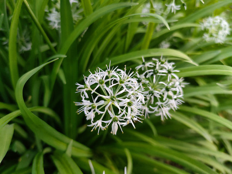 宽叶韭菜花