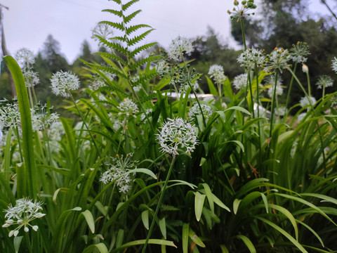 宽叶韭花