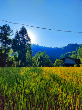 稻田阳光