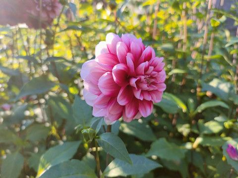 牡丹花