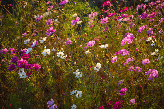 格桑花