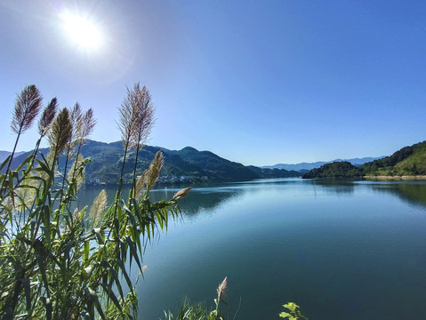 千岛湖芦荻
