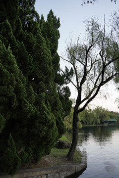 湖边树木