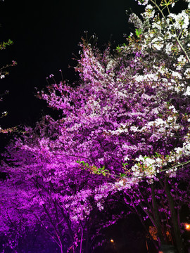 夜色中的樱花树