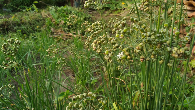 韭菜花