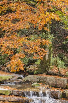 秋天红色树叶溪流落叶自然景观