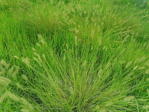 草