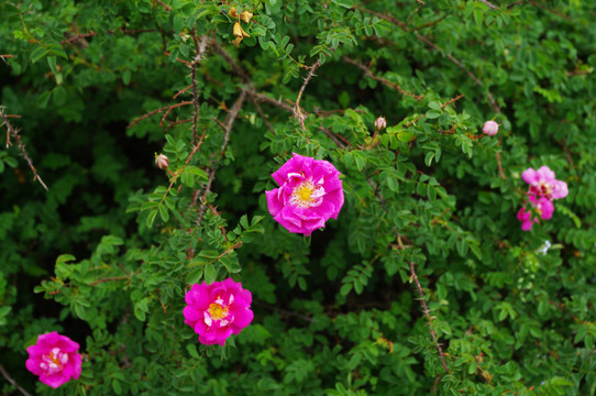 绿树粉花