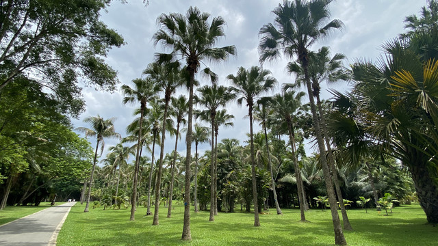 西双版纳植物园