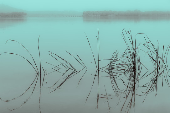 水草