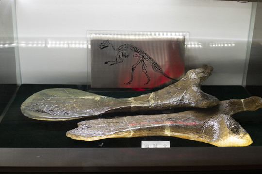 恐龙耻骨化石