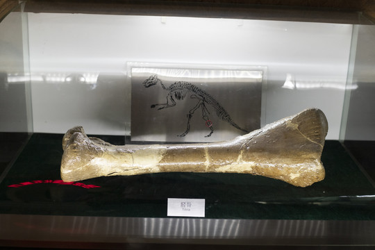 恐龙胫骨化石