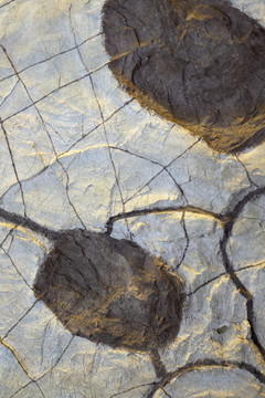 恐龙脚印化石