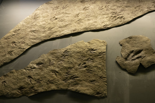 恐龙脚印化石