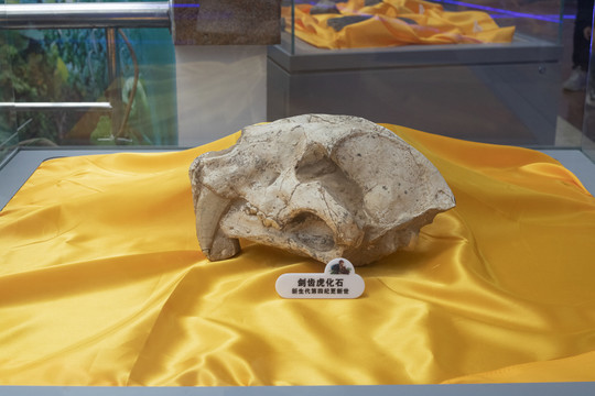 剑齿虎头骨化石