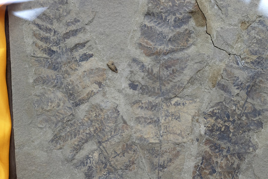 蕨类植物化石