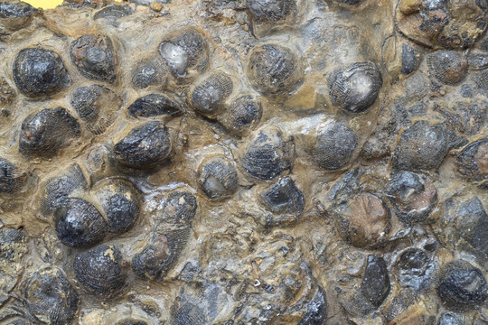 蚌化石