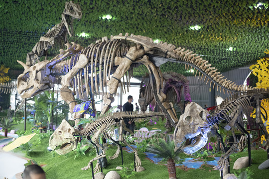 恐龙化石博物馆