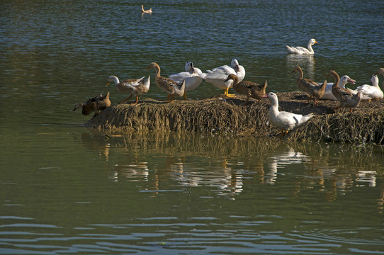 水塘边家养鸭子