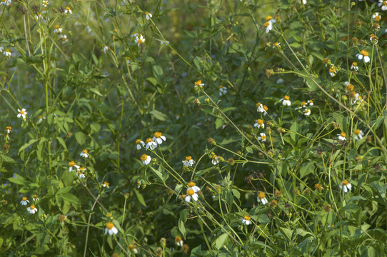 野草白花鬼针草