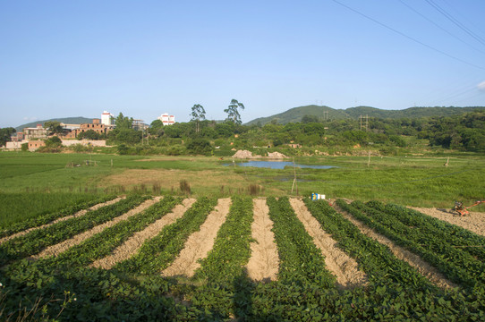 农村土地印象