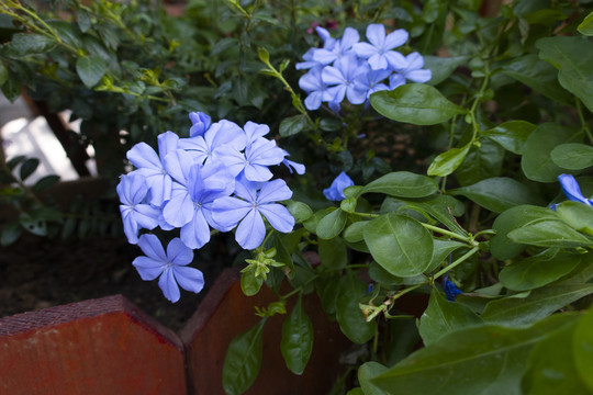 蓝花丹