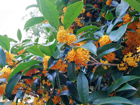 桂花