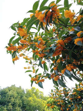 桂花