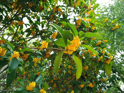 桂花