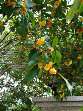 桂花